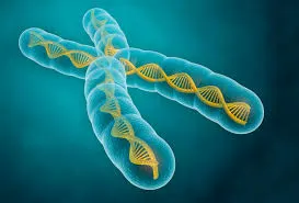 Single Gene Disorder